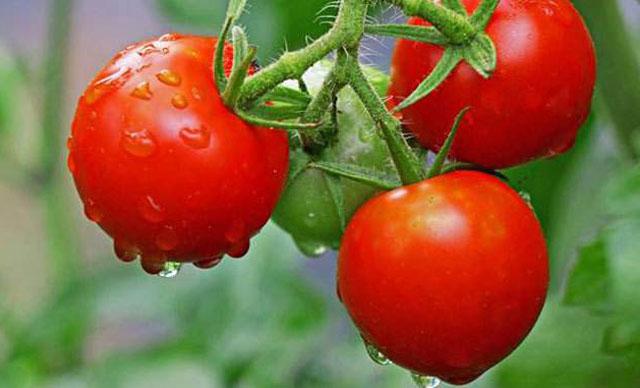 番茄药害是怎么产生的,番茄打助壮素发生药害怎么办