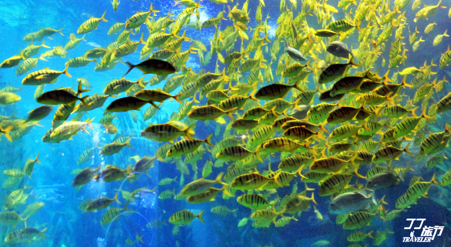 青岛最大的海洋世界在哪里呀,山中有海海上有门是谁写的