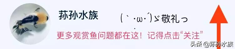 地图鱼的饲养教程,大地图鱼的饲养