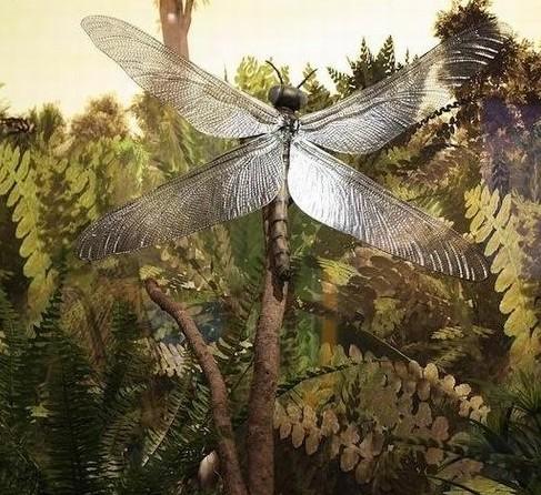 辟谣:蜻蜓集群而飞,就是要下雨了?蜻蜓点水,事非等闲