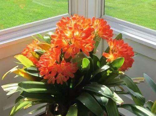 养花施肥用什么肥料效果好,养花施肥用什么肥料