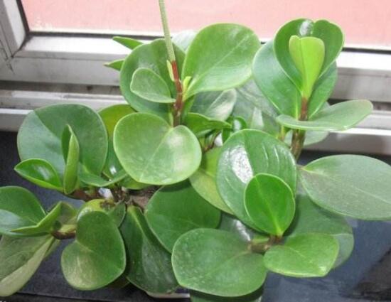 碧玉叶子发黄怎么办,碧玉叶子枯萎怎么处理