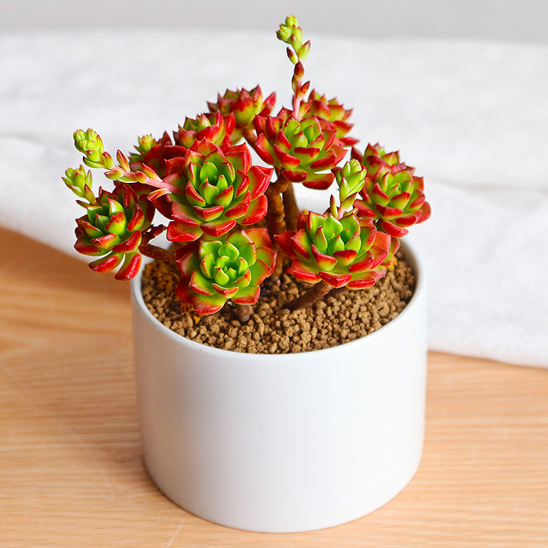 浇水过多死的植物,最容易浇死的6种花