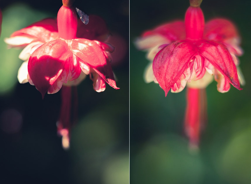 摄影大师拍摄花卉技巧,各种花的拍摄设备有哪些