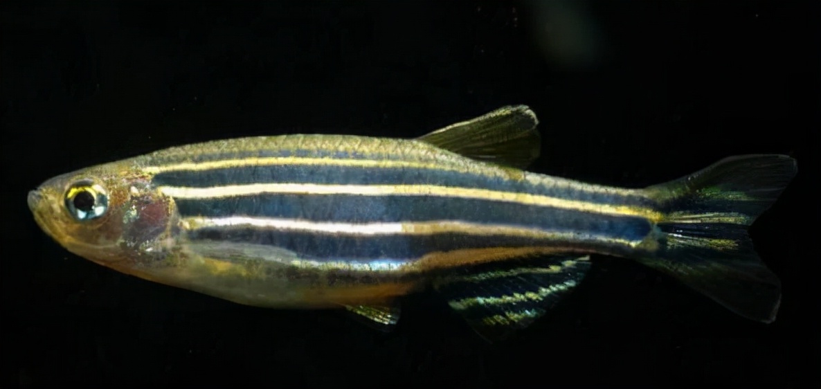 新手养的观赏鱼便宜不需要过滤,有什么观赏鱼新手推荐的