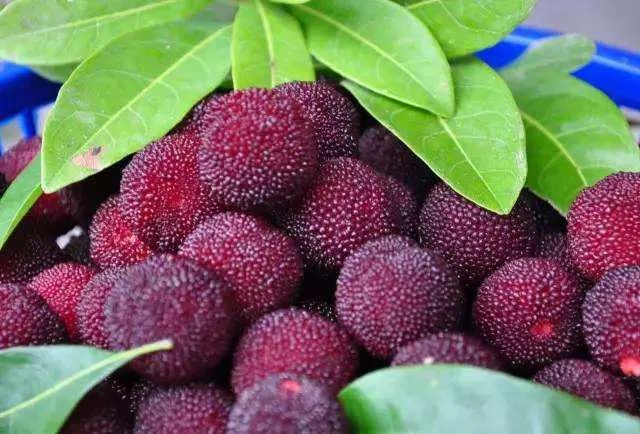 杨梅每一个大概有多少虫子,所有杨梅上都有果蝇吗