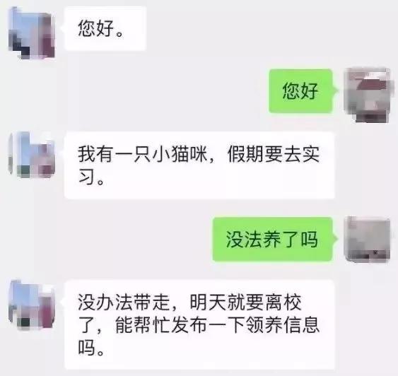 宿舍为什么不可以养猫,该不该在宿舍养猫