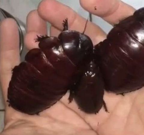 澳洲男子养宠物,澳洲男子养袋鼠做宠物