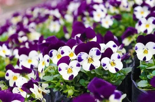 盘点世界各国国花中国国花,各国国花的图片大全