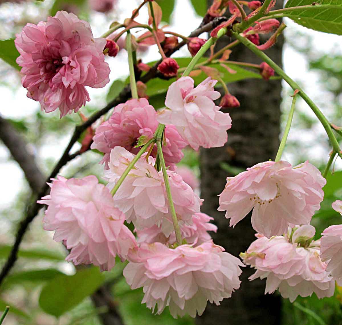 一年一度的樱花大赏,一年一度赏樱花季节又到了
