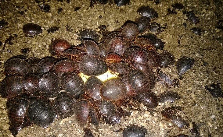 中药土鳖虫养殖,养土鳖虫经济价值高吗