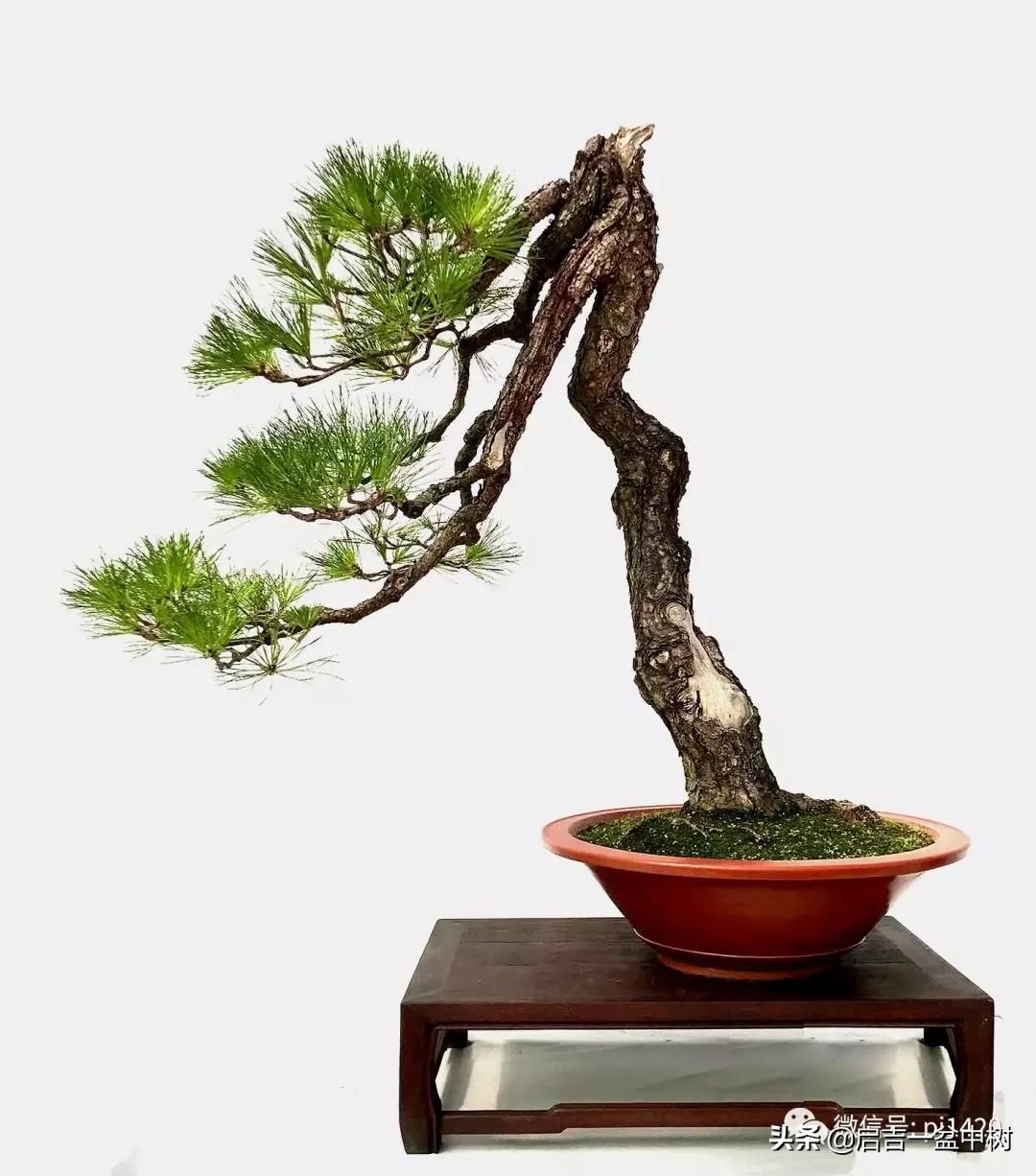 盆景跌价,盆景跌枝怎么解决