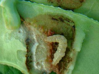 香樟树的种植方法大全,北方适合种植香樟树吗