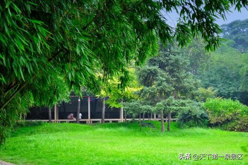 济南万竹林,济南万竹园竹子品种