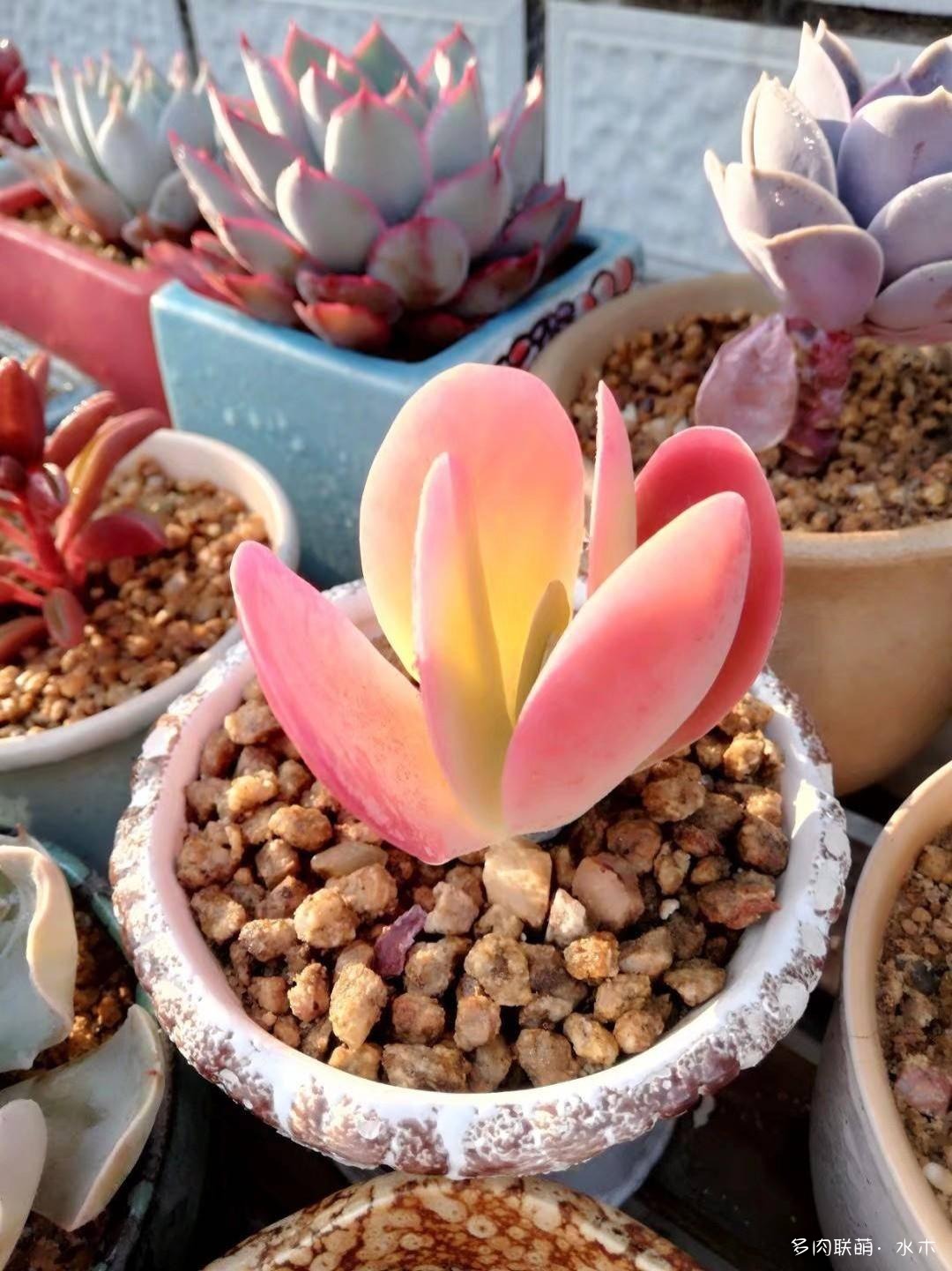 才两个月，多肉的颜值就被夏天偷走了