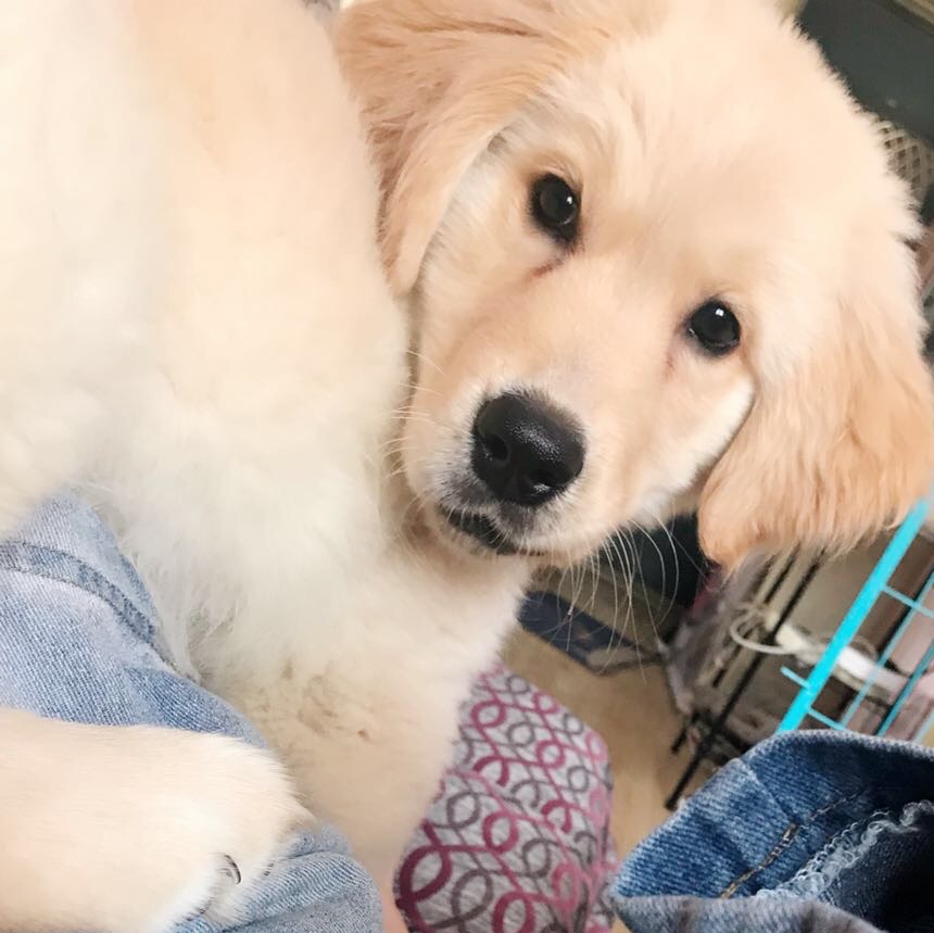 性格温顺的大型犬品种,宠物狗大型犬都有哪些品种