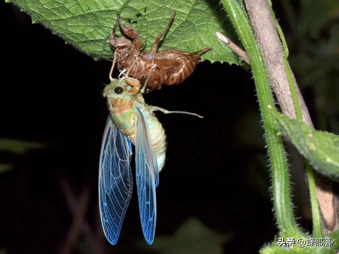 在农村养这9大资源昆虫,许多农民盖新房开豪车,魅力何在?