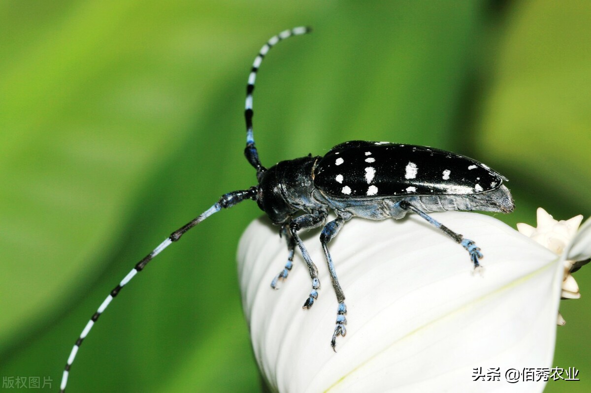 果树蛀虫打药水后怎么快速救助,防治果树蛀虫用什么农药