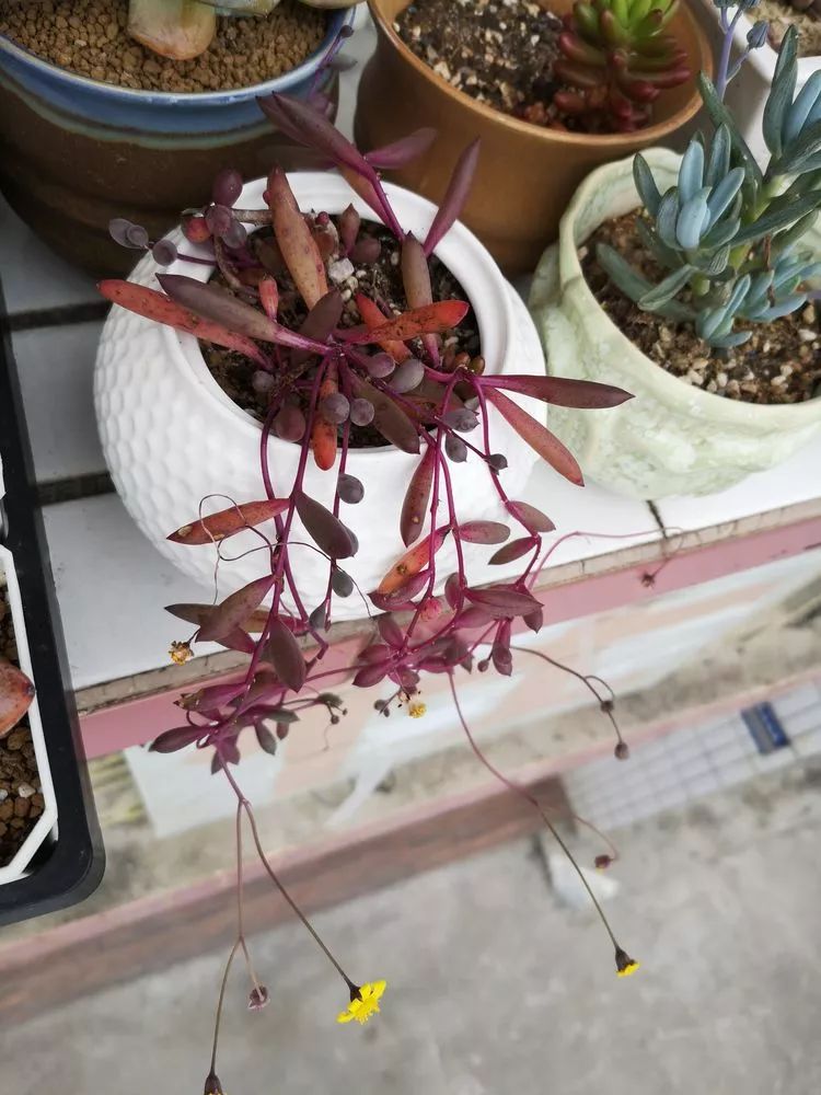 多肉一个月对比照,多肉30天前后对比图