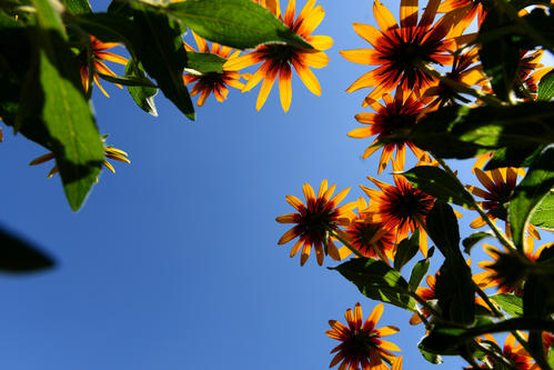 植物科普每日分享草本植物,黑心菊园林植物