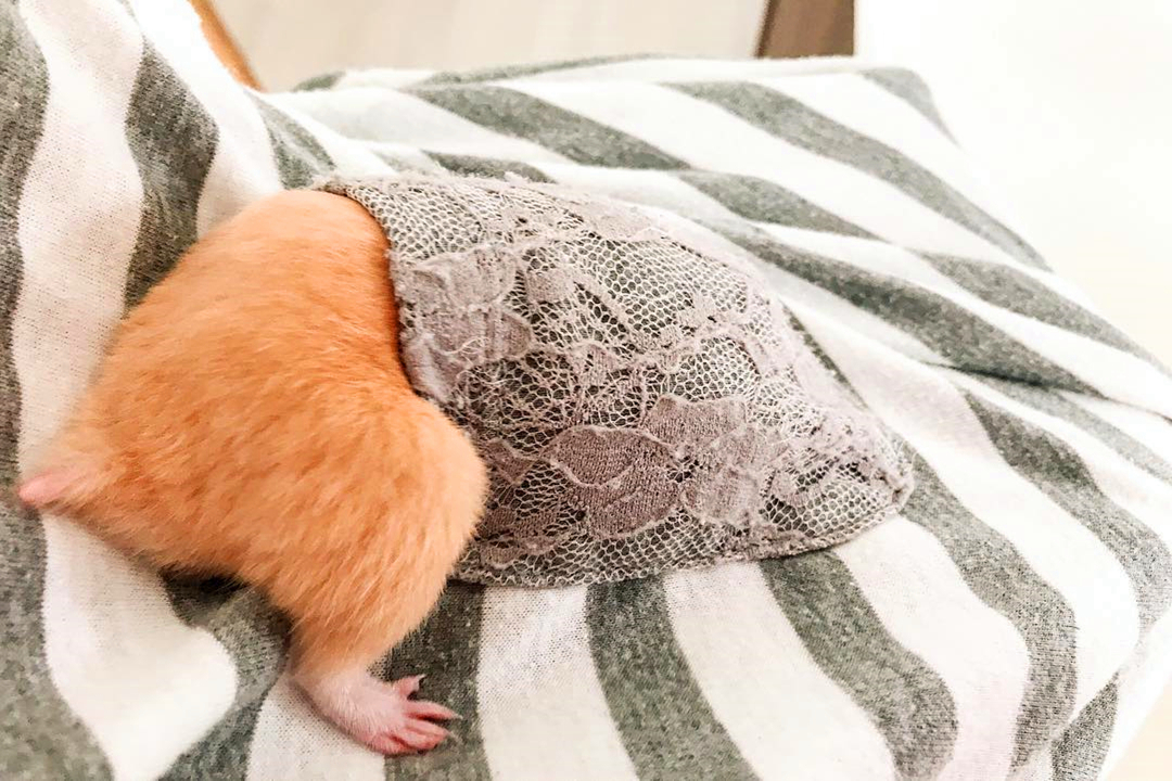 仓鼠抓它一直躲开为什么,小仓鼠和小黑捉迷藏