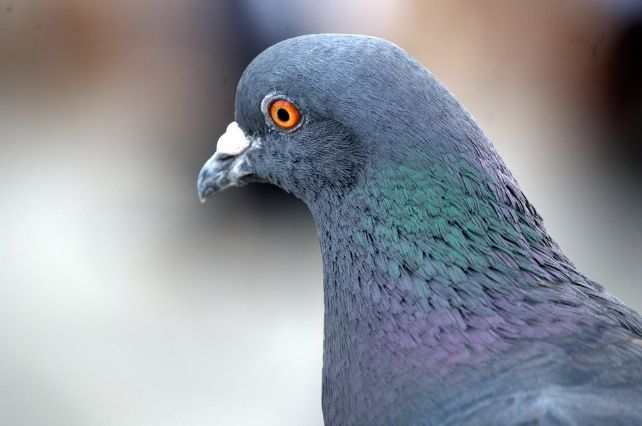 赛鸽换羽毛最好的方法,怎么做鸽子羽毛