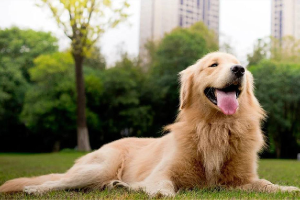 金毛脾气为什么那么好,金毛脾气好吗咬人吗