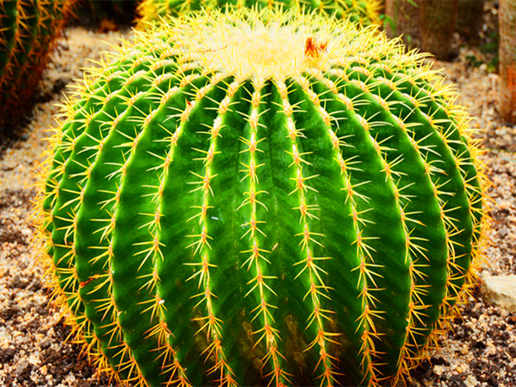 仙人球烂根怎么补救最快,仙人球烂根最简单的方法