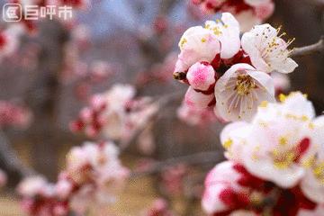 呼和浩特的人文风光图片,呼和浩特古代风景