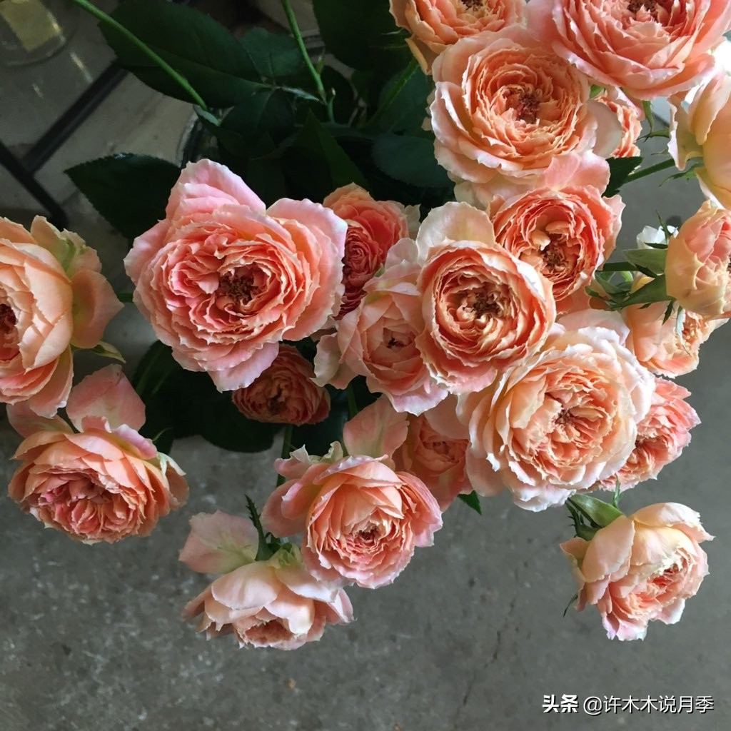 月季同时病害和虫害怎么办,月季感染蓟马怎么办