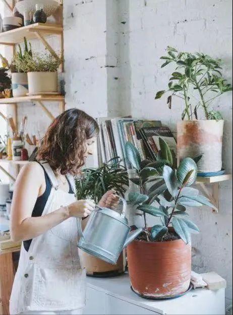 养死绿植的主要原因,绿植养护常见疾病及处理方法