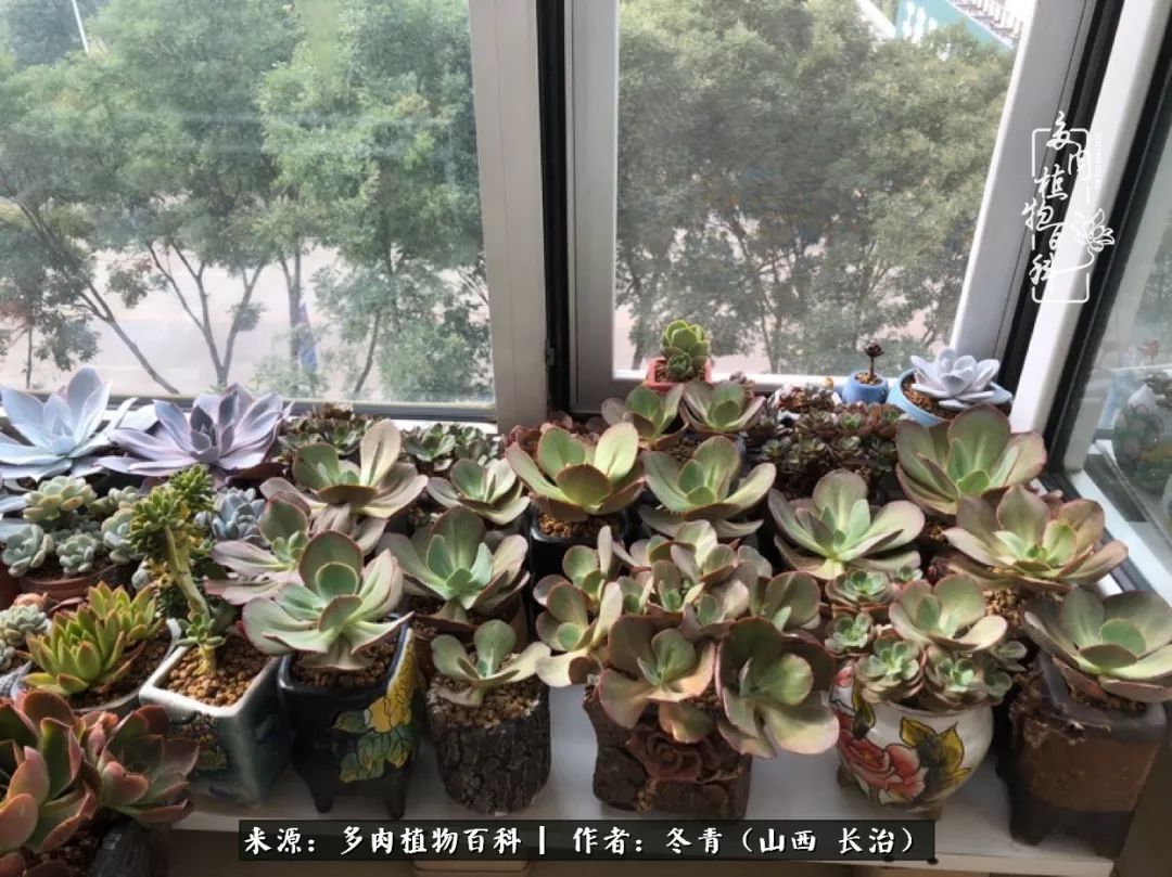 新手养多肉知道这4点打好基础,阳台上养多肉的正确方法