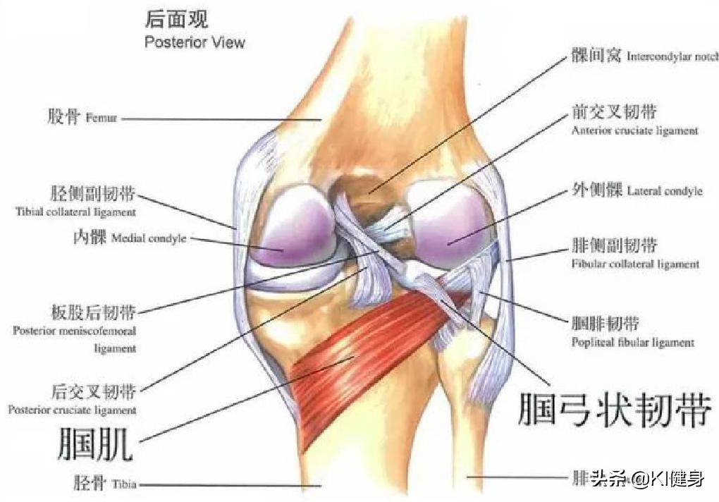 膝关节外侧疼痛找不到原因,膝关节痛不是风湿会是什么问题