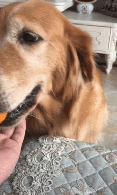 这7个狗狗的古怪行为不可忽视,这5大狗狗就是白眼狼你养过几只