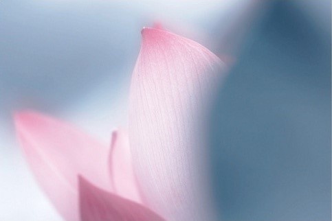 出淤泥而不染濯清涟而不妖高清图,出淤泥而不染濯清涟而不妖音频