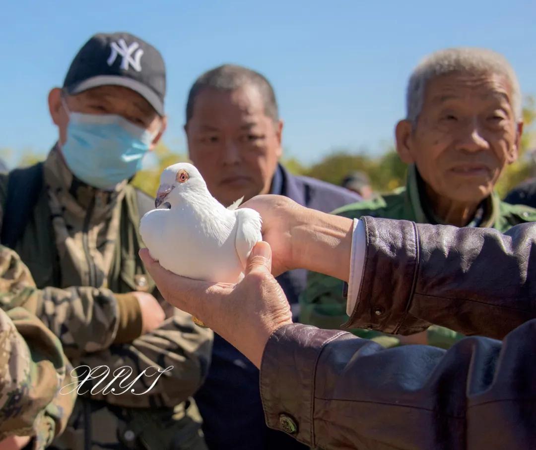 天津徐庄子宠物市场,天津北辰小街桥下宠物市场