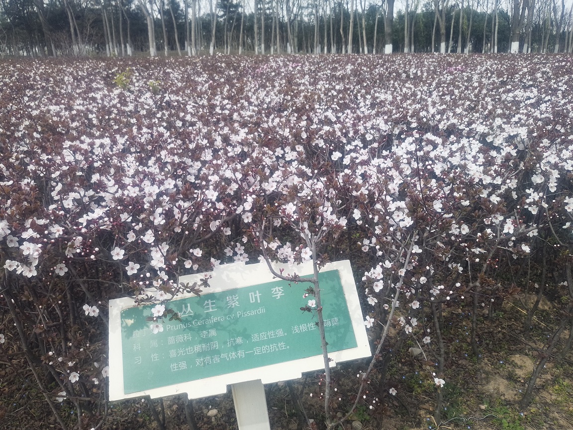 西安浐灞湿地公园内免费游玩推荐,西安浐灞亲子儿童乐园