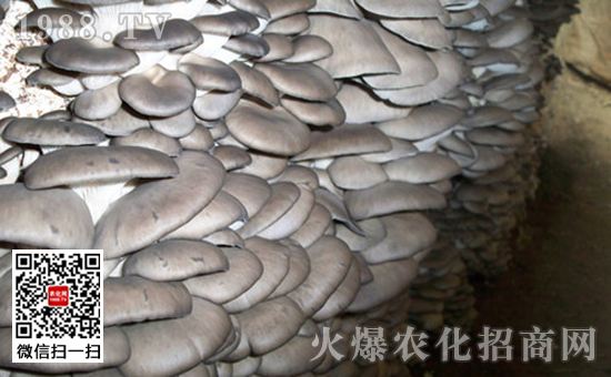 玉米芯生料栽培平菇新技术,平菇种植玉米芯发酵流程