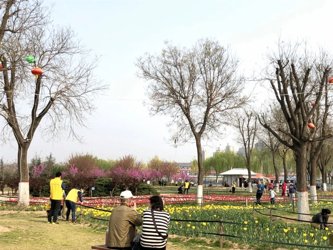 咸阳统一广场郁金香,咸阳郁金香花展在哪里