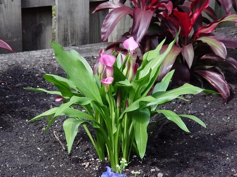 马蹄莲种球选择技巧及其种植方法,马蹄莲的种球种植方法和注意事项