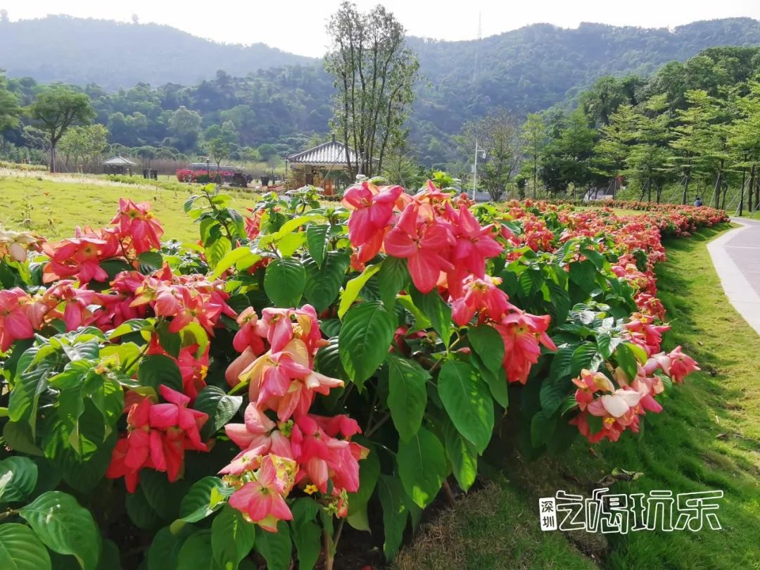 深圳最美簕杜鹃谷公园花海,宝安区花海赏花景点