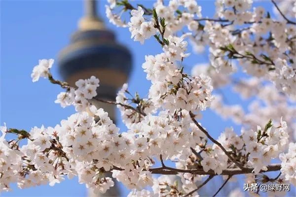 赏花好时节,赏花感言一句话
