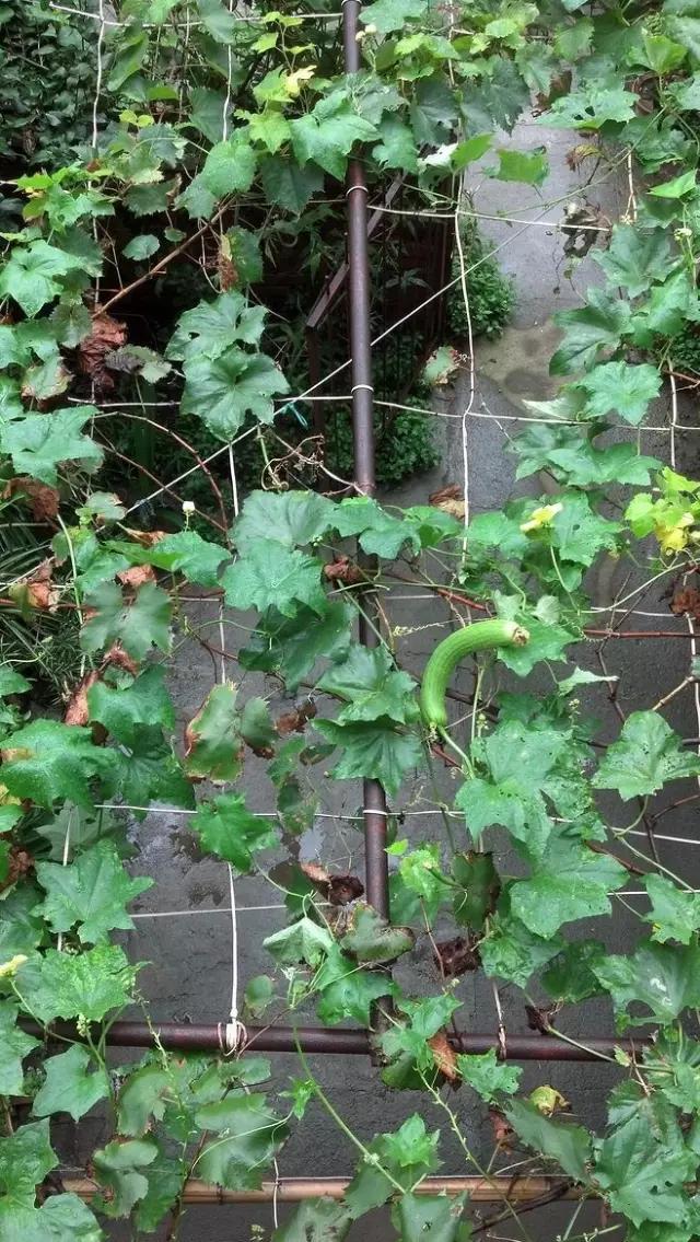 保护皮肤最好的蔬菜,想要皮肤变好不妨试试这几种蔬菜