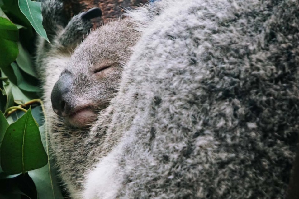 我的摄影装备,索尼微单a5000和a5100哪个好
