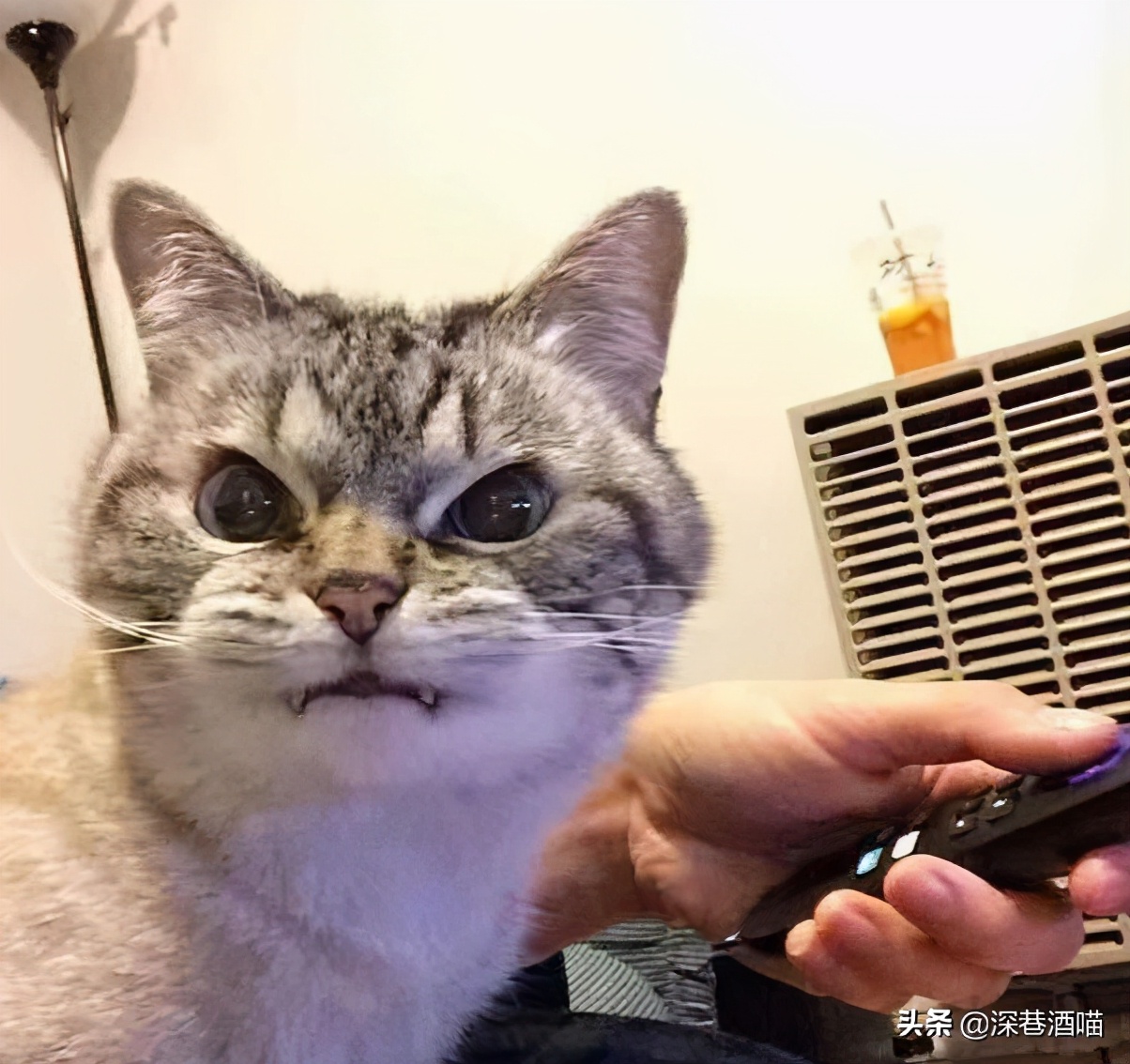 猫咪身上有跳蚤怎么彻底消灭,猫咪身上有跳蚤如何根除