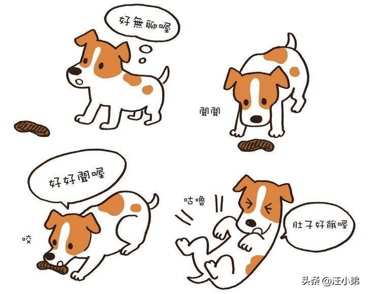 两个月狗狗吃自己便便的几个原因,两个月大的狗狗吃米饭和菜