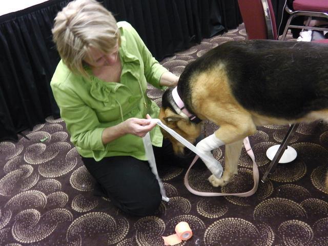 流浪狗受伤了怎么办求助什么部门,可怜的流浪狗终于得到救治