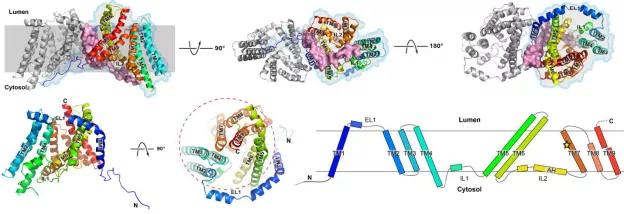 颜宁教授谈科研 (颜宁研究组在科学再发长文)
