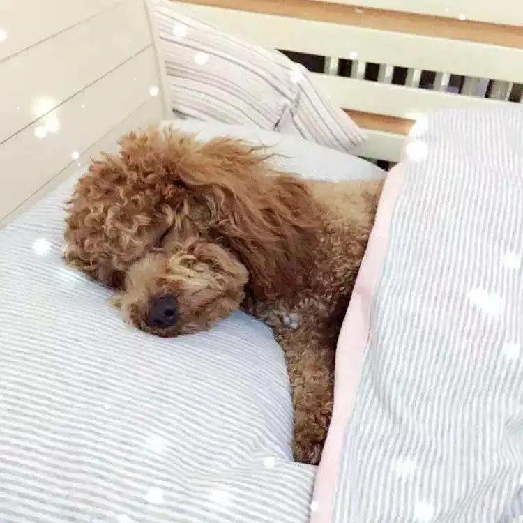 模仿狗狗睡姿,分享下你家狗子的睡姿