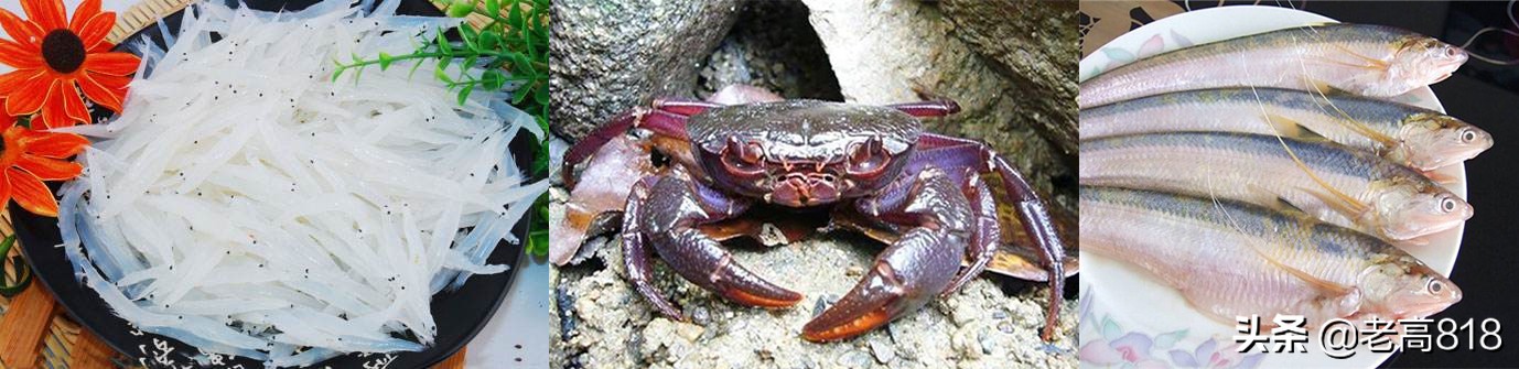 今日北塘海鲜,北塘海鲜扬帆起航